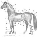 Die Körperteile des Pferdes's image'