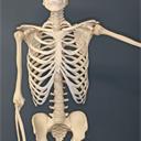 Das menschliche Skelett - Basiswissen's image'