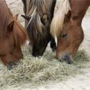 Pferde versorgen - das kleine Wissen's image'